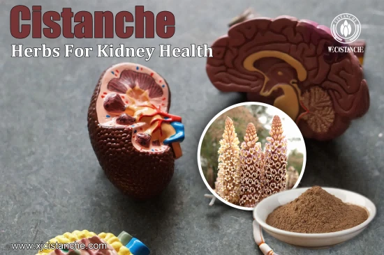  25% ECHINACOSIDE CISTANCHE