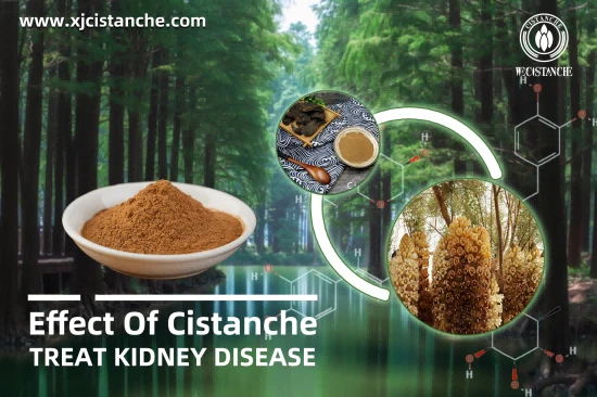  25% ECHINACOSIDE CISTANCHE