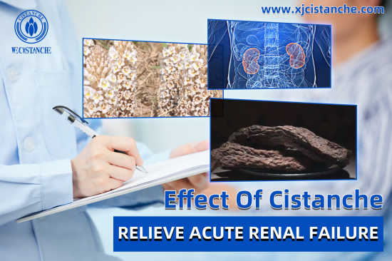 CISTANCHE EXTRACT WITH 25% ECHINACOSIDE AND 9% ACTEOSIDE FOR KIDNEY 