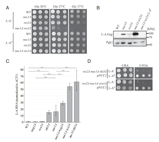 Fig. 2. New antiviral factors are identified by exploiting L-A pathogenesis. (A) Spot analysis of strains defective in NUC1 and REX2 is shown. Strains were spotted on SC media containing either glucose or glycerol and grown at the indicated temperature. (B) Western blotting of L-A Gag and Pgk1 protein levels of strains in Fig. 2A. Molecular weight markers are indicated on the right. (C) L-A RNA was quantified by qPCR and normalized to endogenous ACT1 RNA. Mean RNA level and SD are shown. n = 5. *P < 0.05, **P < 0.01, ***P < 0.001 (unpaired Student's t test). (D) Spot analysis of strains defective in three parallel antiviral pathways containing a plasmid expressing NUC1 is shown. Strains are spotted on -URA media or synthetic complete (SC) media supplemented with 0.1% 5-fluoroorotic acid (5-FOA).