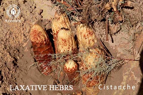  CISTANCHE EXTRACT FOR SEXUAL ENHANCEMENT