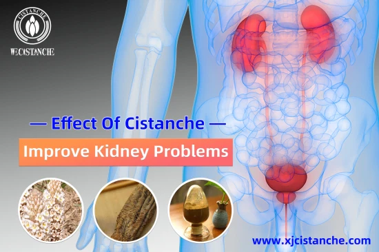 CISTANCHE EXTRACT WITH 25% ECHINACOSIDE AND 9% ACTEOSIDE FOR KIDNEY FUNCTION
