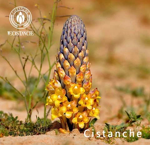 Cistanche tubulosa (6)