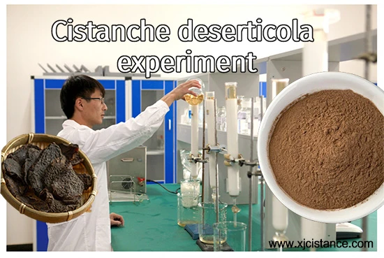 Cistanche deserticola experiment Cistanche deserticola experiment