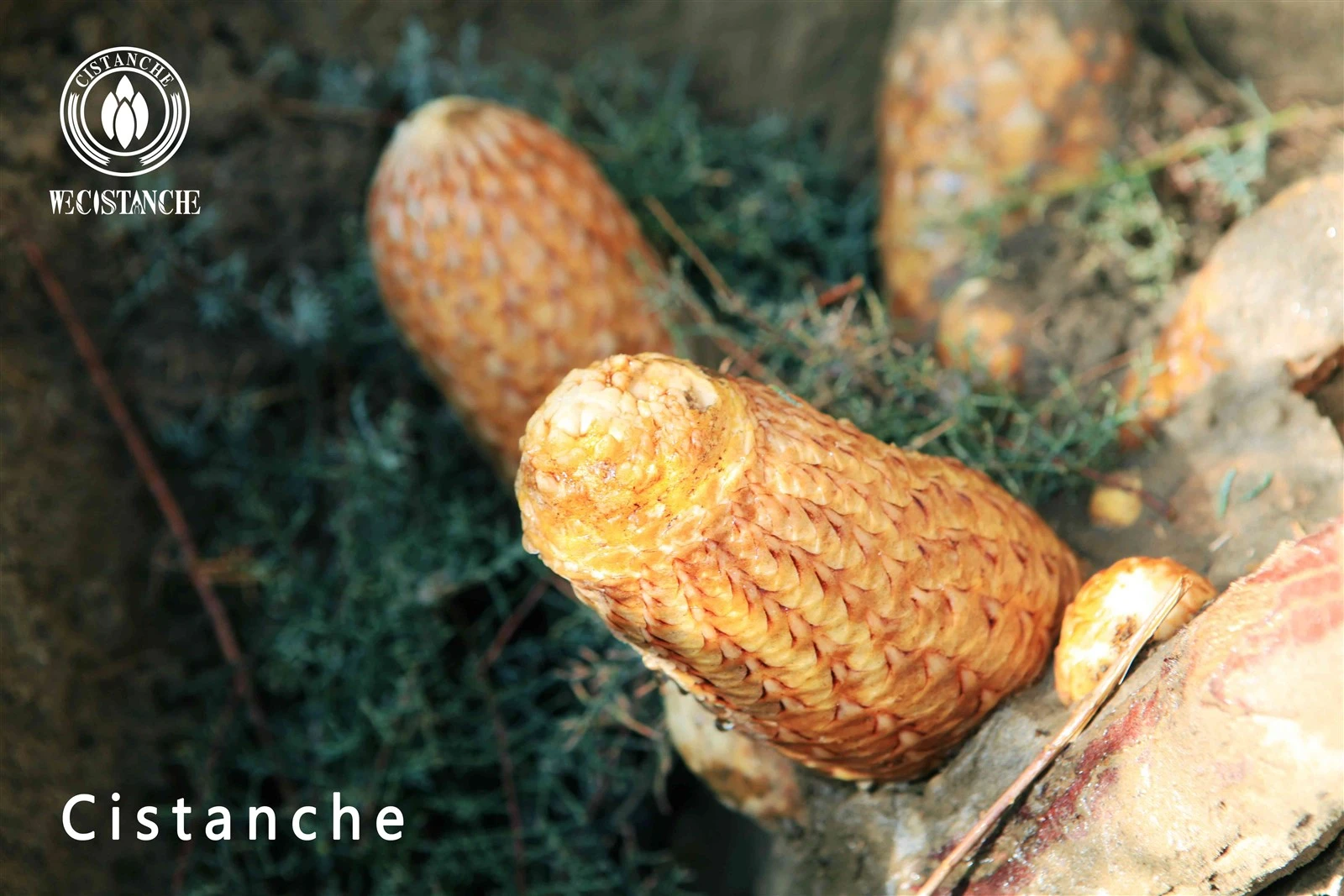 cistanche tubulosa