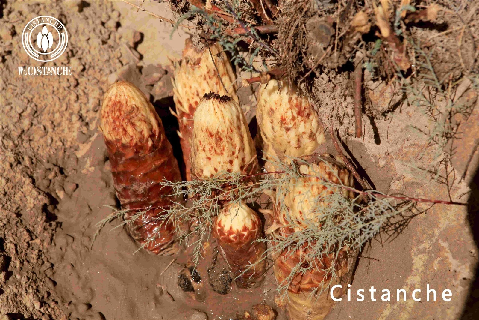 cistanche tubulosa traditional herbal medicine cistanche tubulosa traditional herbal medicine