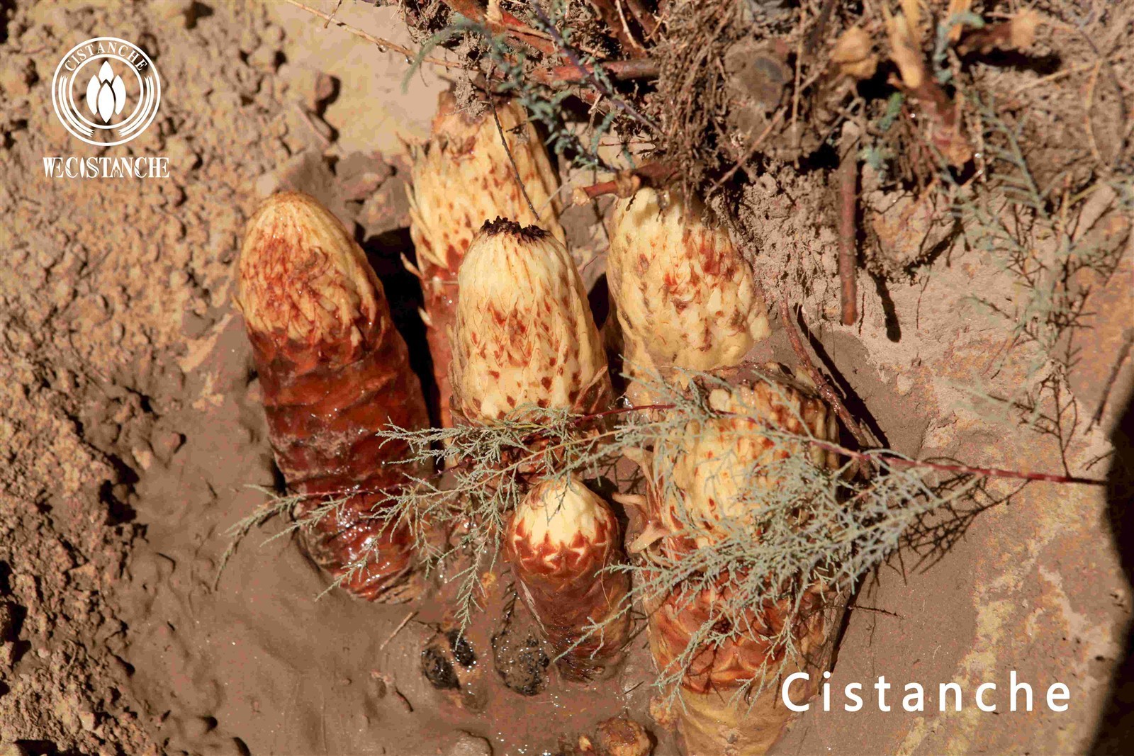 cistanche tubulosa for food supplement cistanche tubulosa for food supplement