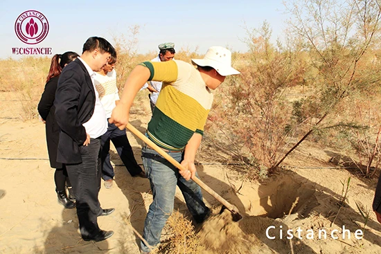 Planting of Cistanche deserticola (2) Planting of Cistanche deserticola (2)