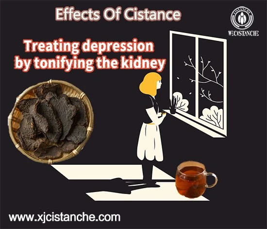 Chinese herb cistanche 3 Chinese herb cistanche 3